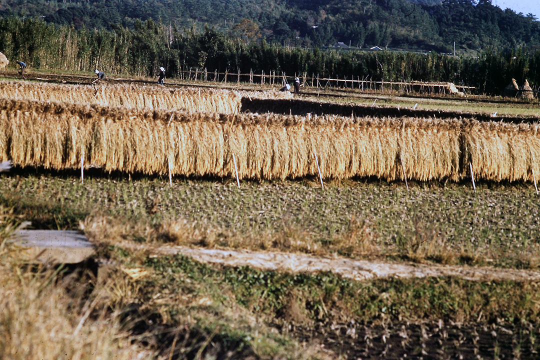 Japan 1954