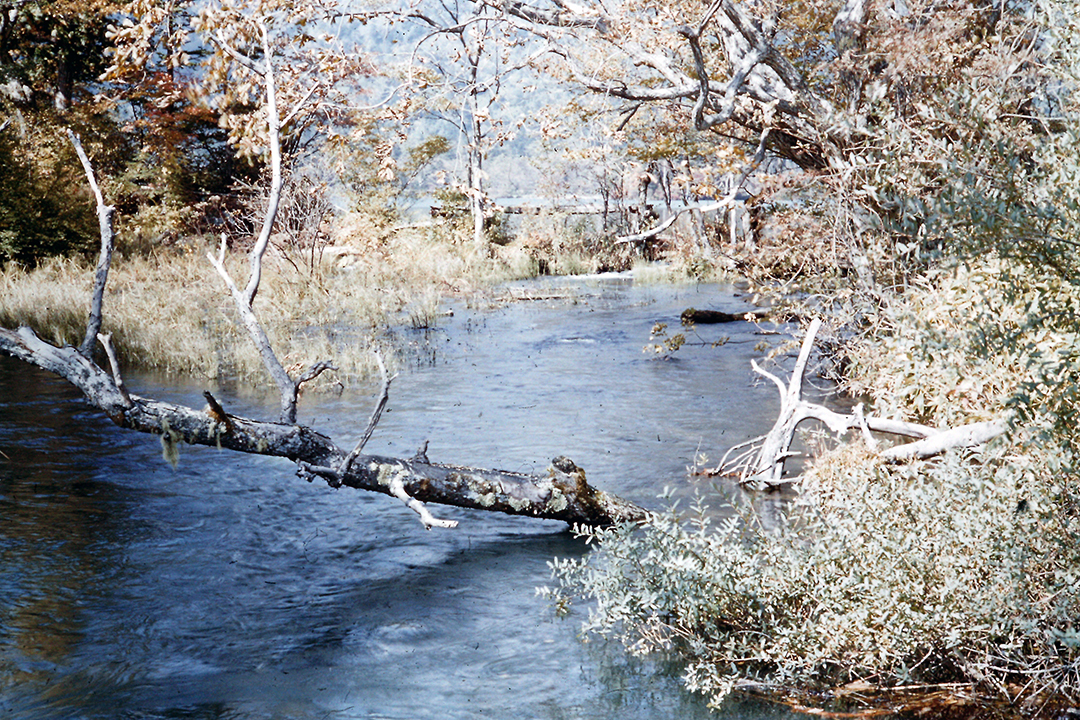 Japan 1954